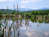 Košské mokrade sú ideálnym biotopom pre vodné vtáctvo